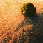 Agroturismo Fattoria Pieve A Salti Buonconvento