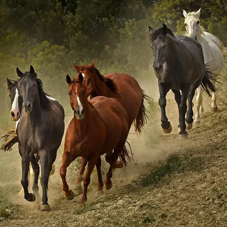 Bauernhof Fattoria Pieve A Salti